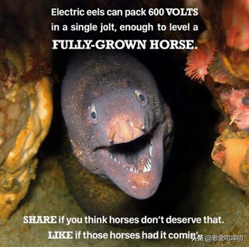 小伙玩了一下电鳗，直接口吐白沫倒下，我们该怎么和电鳗玩耍？