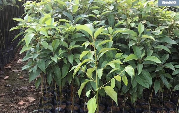 香樟繁殖,香樟栽种条件