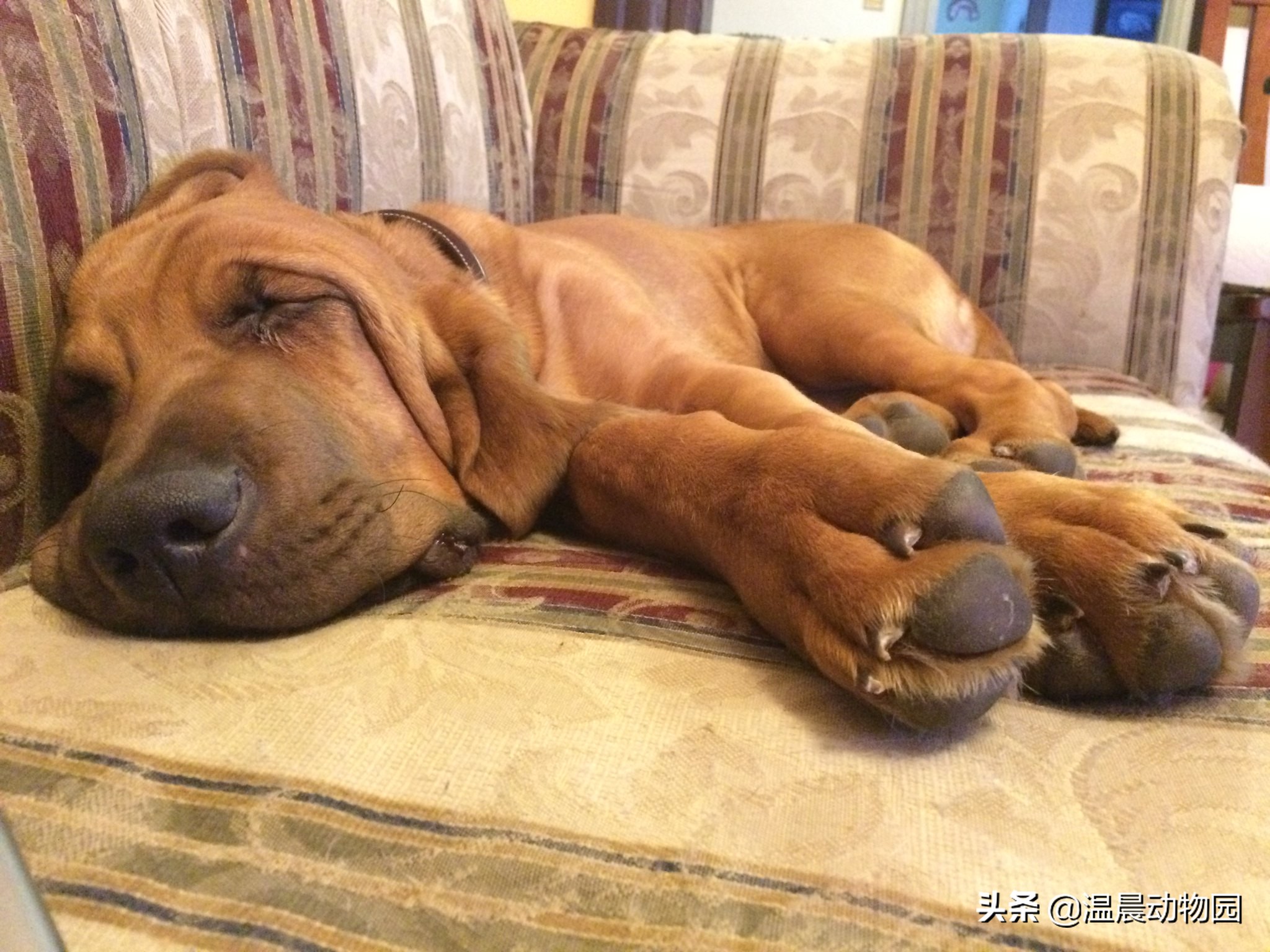 什么狗狗的品种是两个字相同的,可以识别狗狗品种的犬类