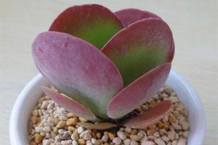 好看好养的多肉类植物,多肉类植物好看