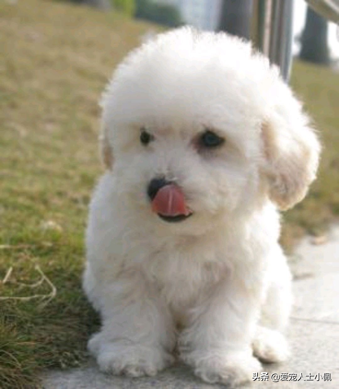 养狗需要具备哪些条件,养狗需要哪些条件