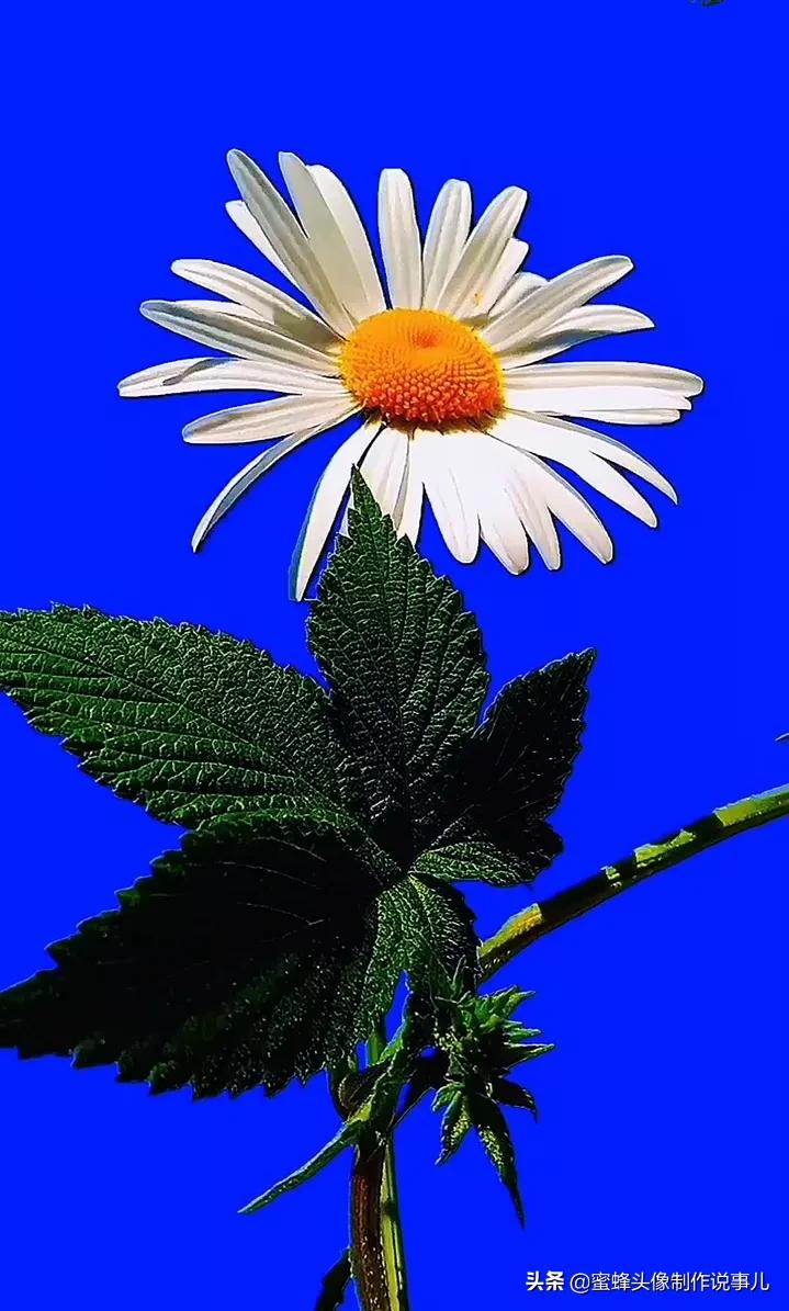 一花一世界唯美壁纸,独一无二的好看壁纸