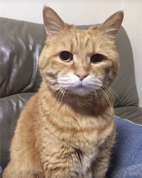 老板，这圆滚滚地怎么恢复出厂设置，说好的小可爱呢？