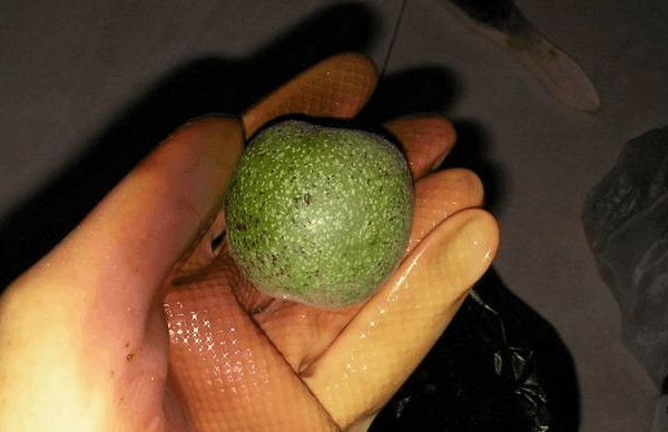 青核桃怎么去皮最快最好方法视频,青核桃如何去皮