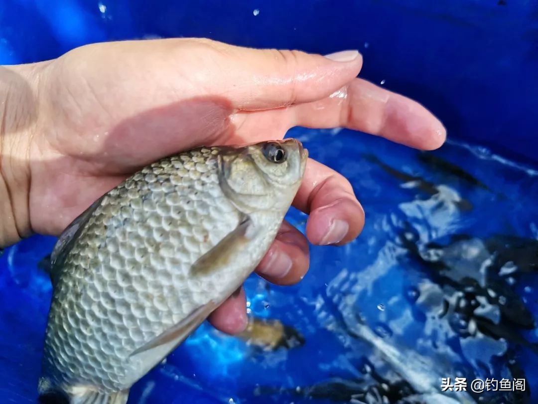 钓鱼酒米怎么诱鱼,酒米钓鲫鱼绝招