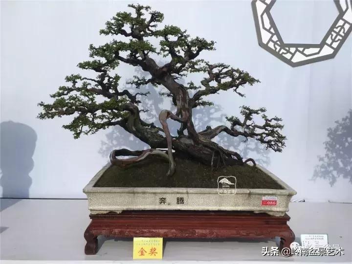 最美的100盆雀梅盆景,雀梅盆景第一年修剪视频