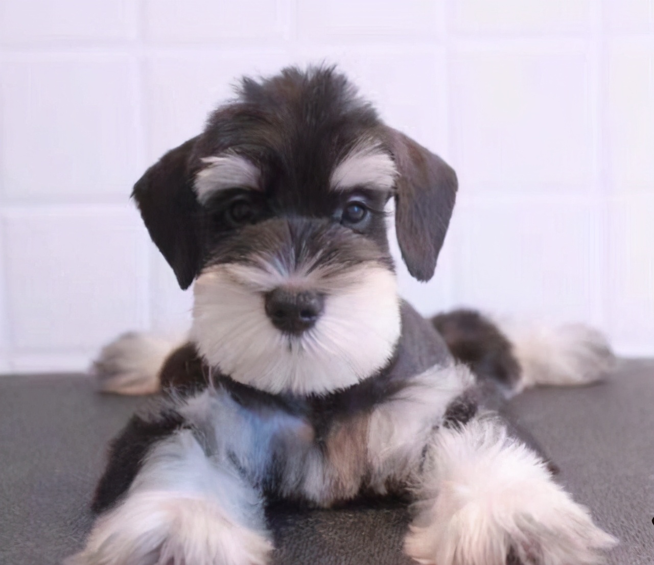 宠物狗哪种比较便宜最好养,宠物狗最便宜最好养