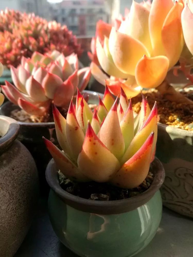 冬日暖阳邂逅最美的多肉,冬日暖阳和多肉暖了我的心