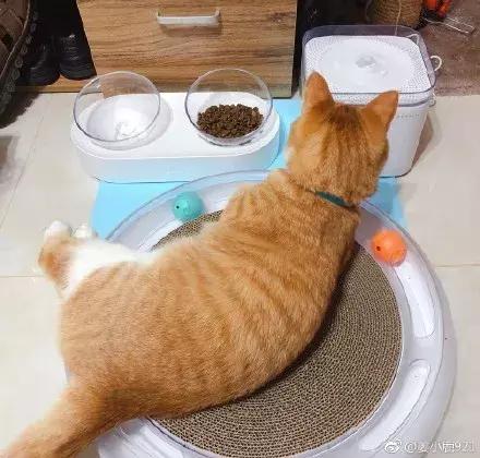 脑子一热养猫后悔怎么办,养猫后悔的原因有哪些