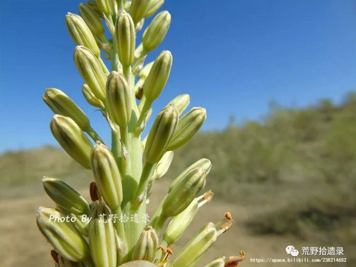 荒野拾遗录,荒野拾遗录完整