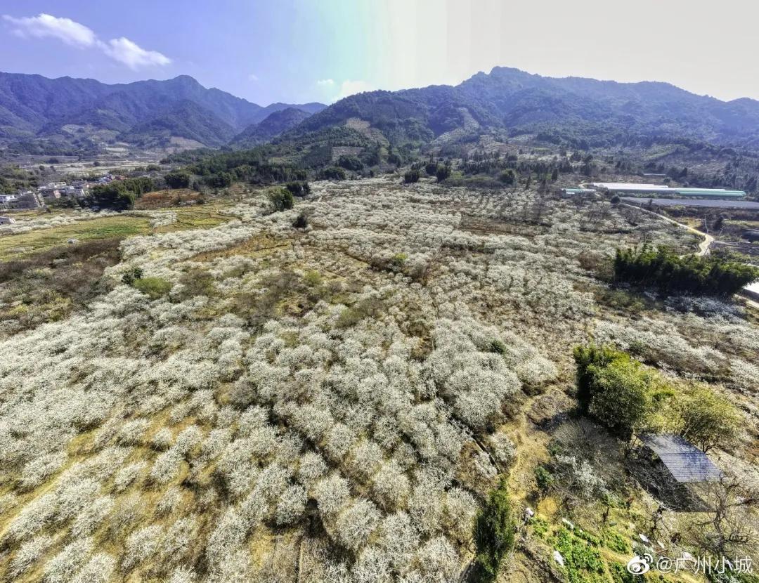 广州现在花开的季节,广州现在什么花开了