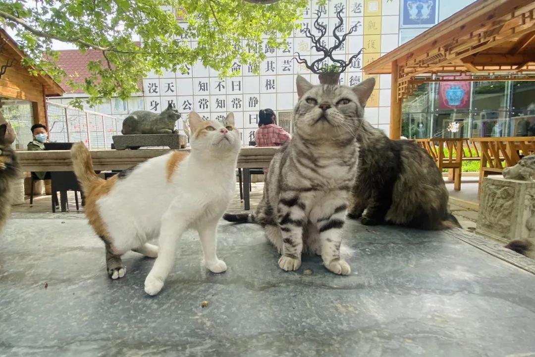 团宠猫咪的性格,小猫有多抗打