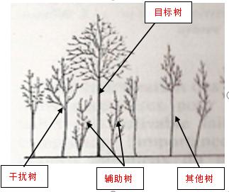 木兰栽培技术,木兰树苗培育