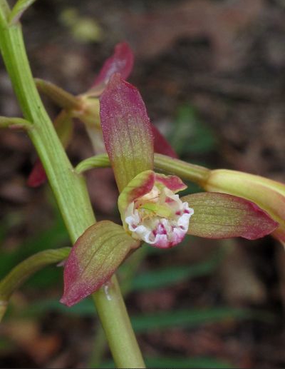 绿山墙的安妮解析,绿山墙的安妮全文解析