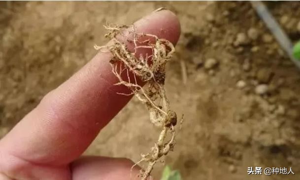 根结线虫的危害症状,大棚根结线虫最佳处理方法
