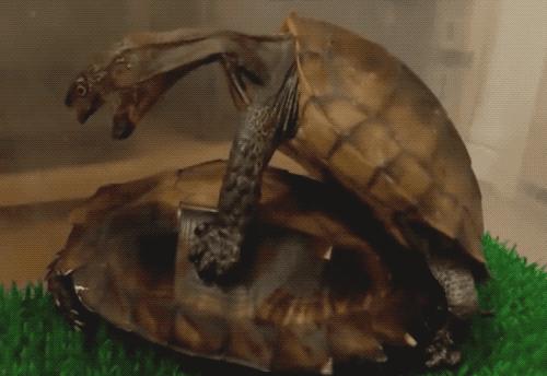 有一种龟为什么叫锯缘龟,锯缘龟八角灵龟