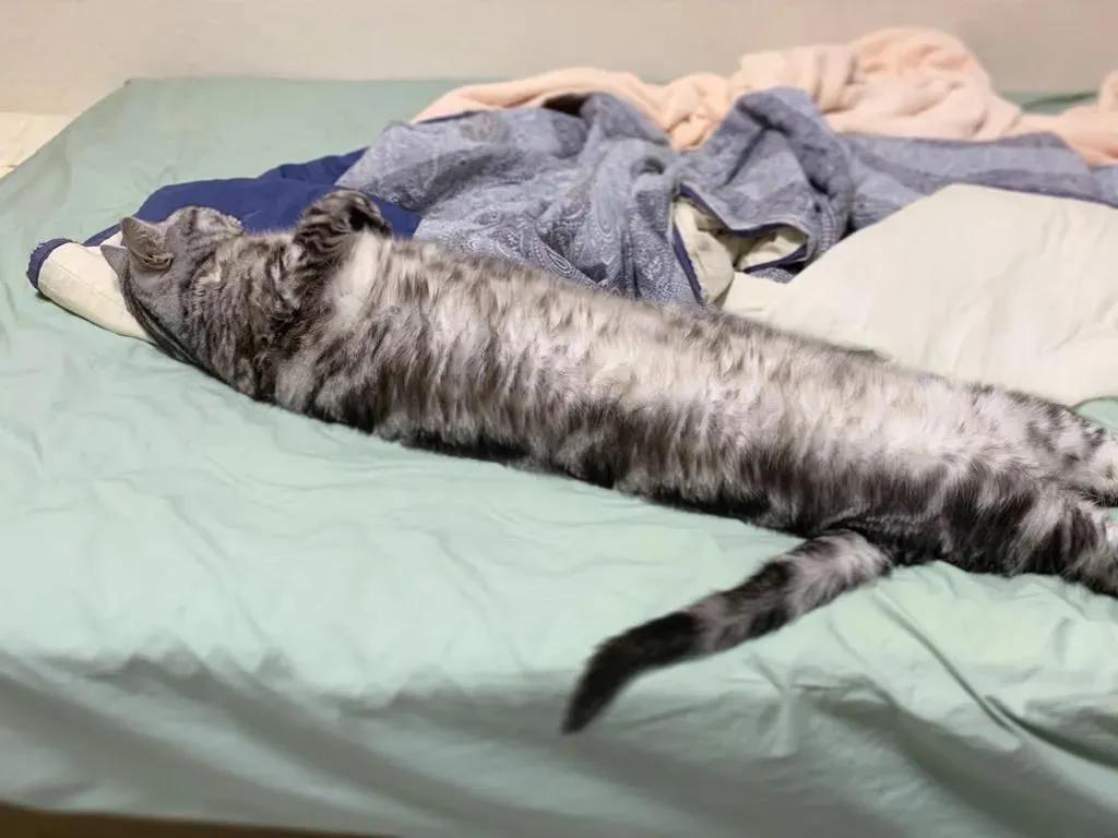 猫的终极凡尔赛：你的屏幕放不下我的腿