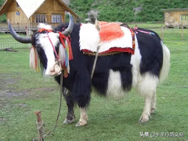 牛常见品种有哪些,牛的品种介绍及图片