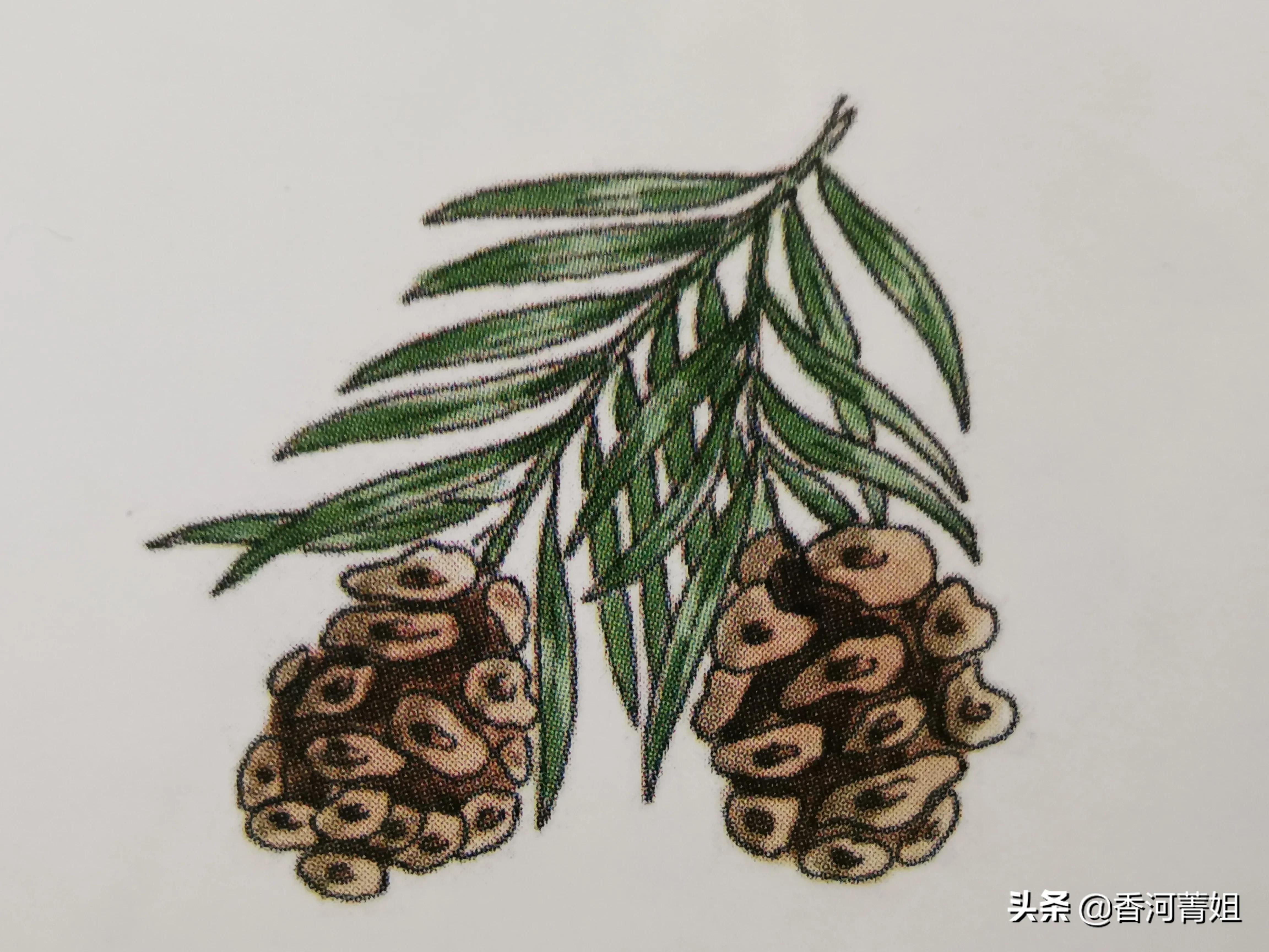 北美黑胡桃软木,北美软木专卖店