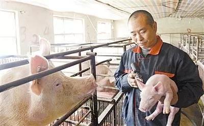 如何养好母猪四种方法,怎样喂养母猪才能产多小母猪