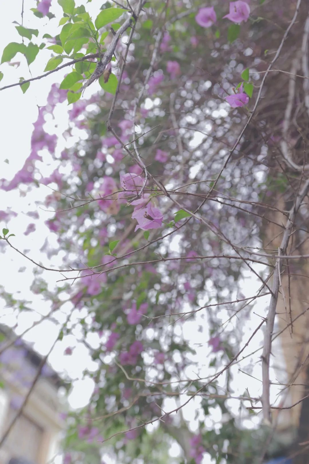 烟台山秋游,烟台夏夜的烟台山