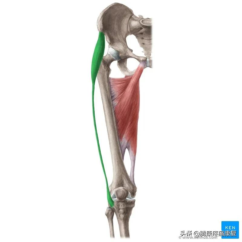 阔筋膜张肌上边的骨头疼痛,阔筋膜张肌疼痛牵扯到整条腿
