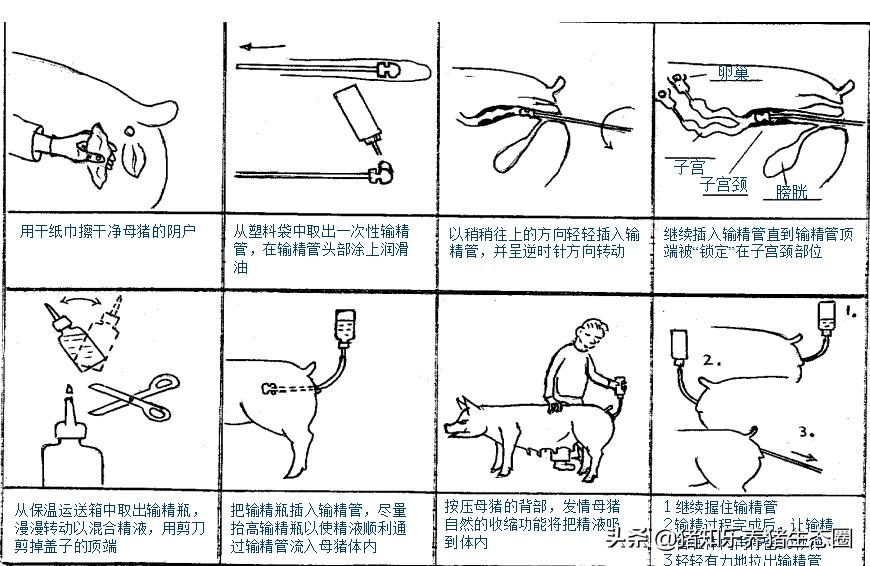 猪授精的正确方法,猪授精的正确方法是什么