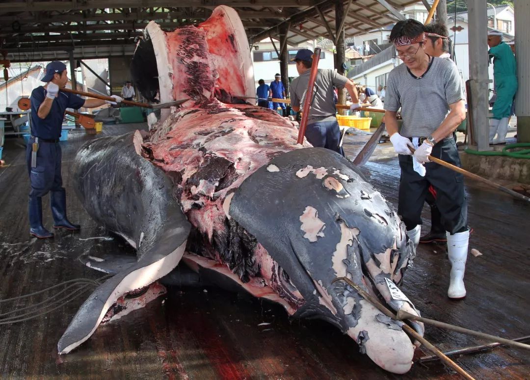 日本为何不禁止商业捕鲸 (日本捕鲸还在继续么)