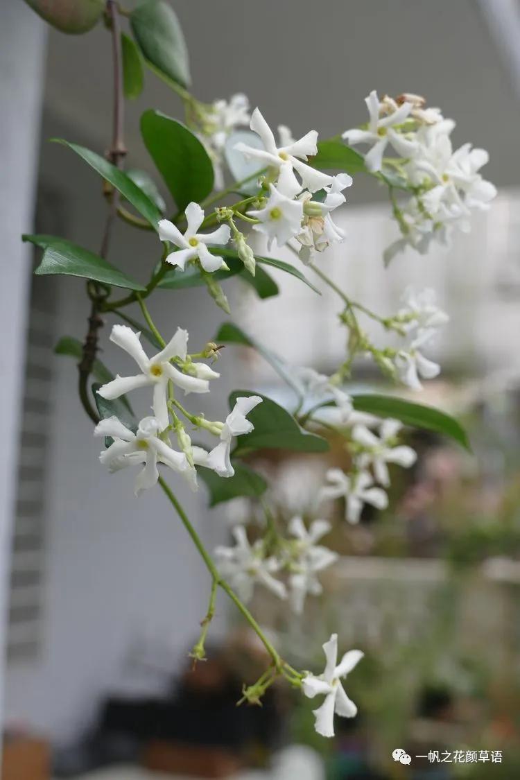 络石(Trachelospermumjasminoides)
