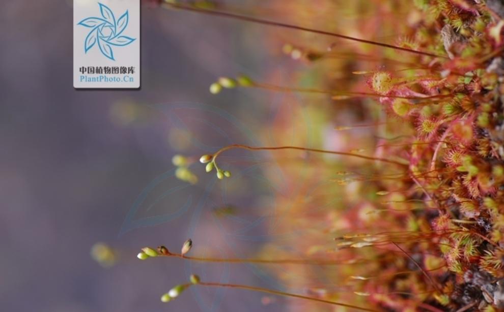 30分钟内“吃”多种虫!重庆第1次发现圆叶茅膏菜,这是什么植物