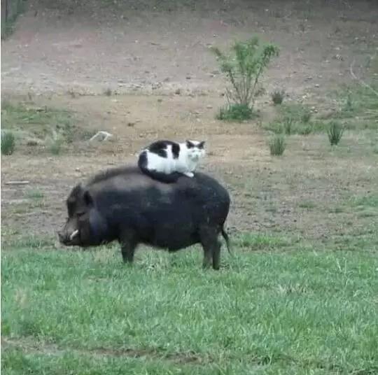 动物沙雕表情包搞笑,沙雕模仿动物表情包