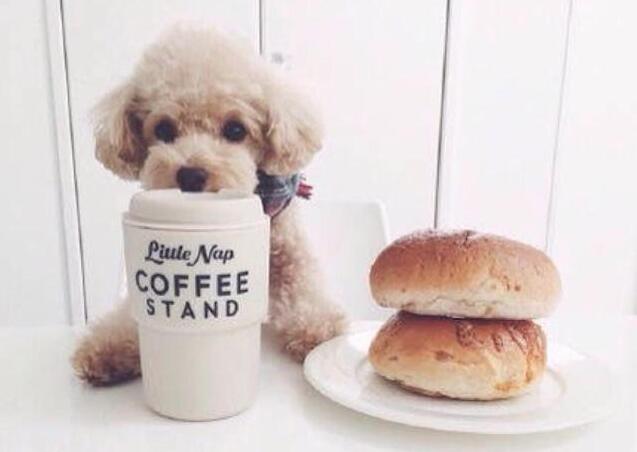 泰迪犬训练教学,泰迪犬初步训练