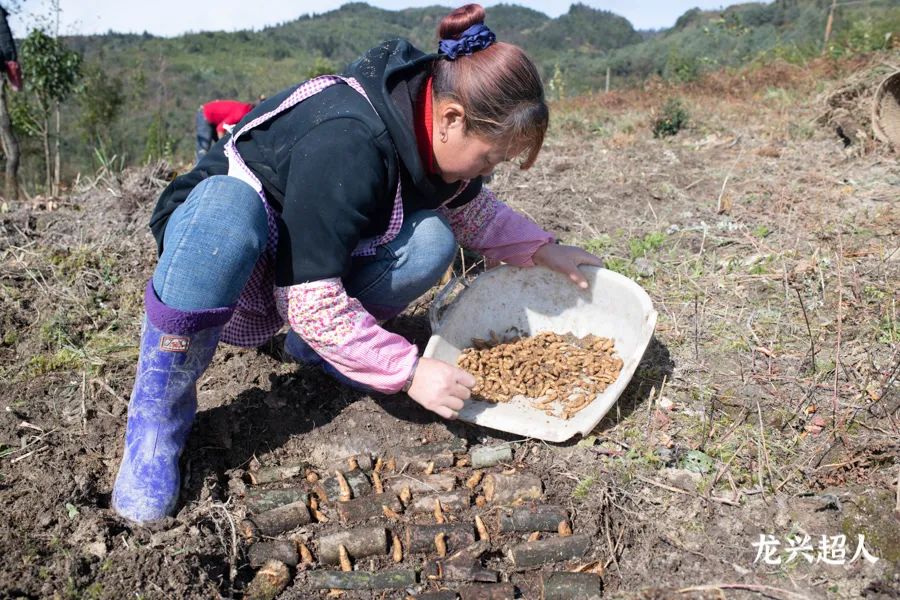 贵州道地药材天麻,道地药材天麻之乡
