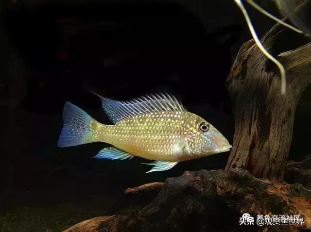 食土鲷一般多大尺寸,食土鲷哪个品种小一点