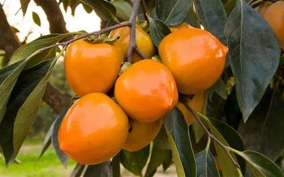 儿童水墨画篮子里的柿子,儿童绘画一篮子柿子作品