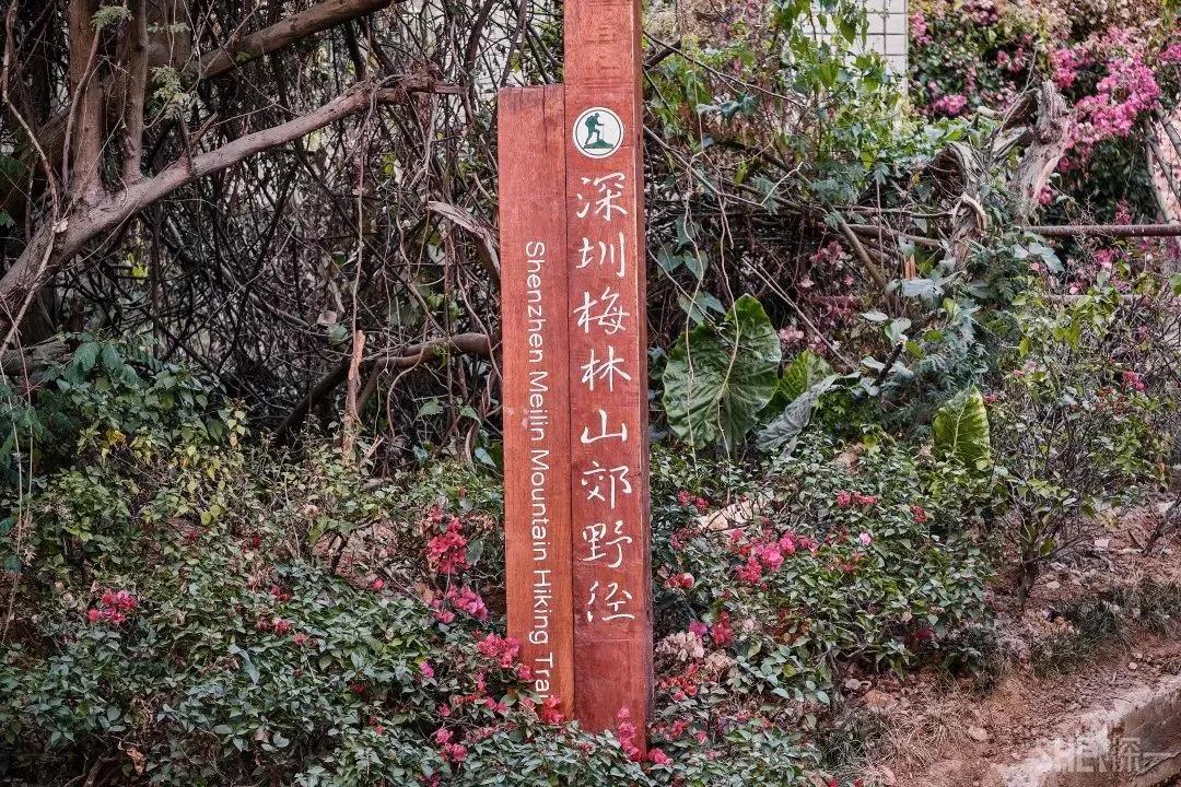 深圳原始登山道视频,深圳首个手工木栈道