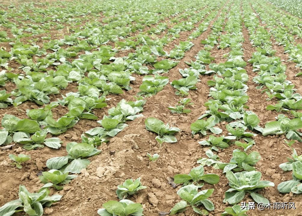 油菜黑腐病,用什么药效果好?如何防止?