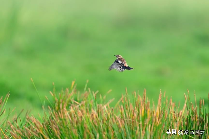 索尼selp1670镜头评测,索尼alpha9镜头