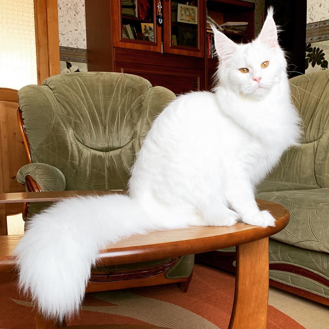 球虫病猫咪,猫咪球虫病用什么药