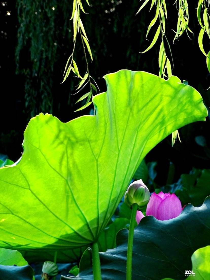 郑伯琛经典散文,荷花咏郑伯琛运用的写作手法