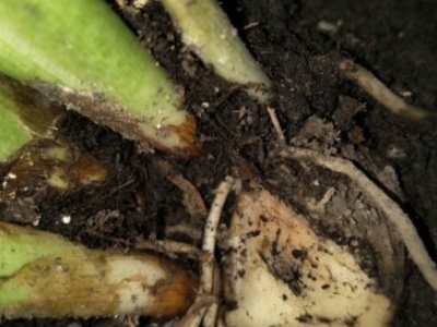 马蹄莲叶子发黄卷,马蹄莲叶子发黄了怎么办