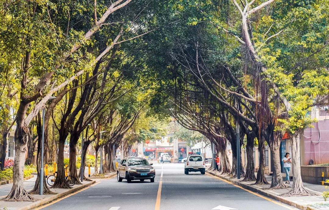 附近莲塘,附近的莲塘