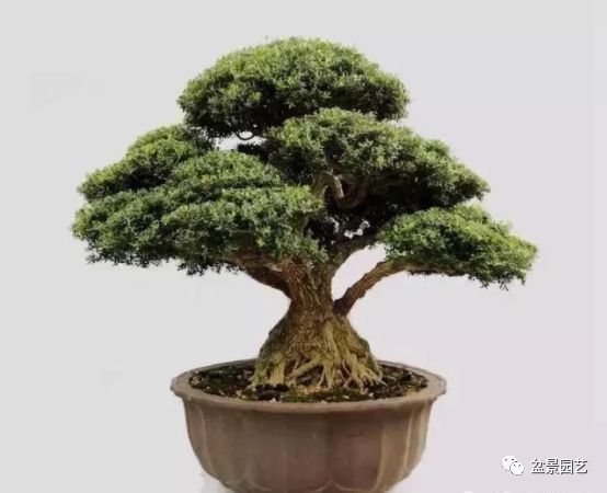 48种绝世盆景,绝世惊艳之作