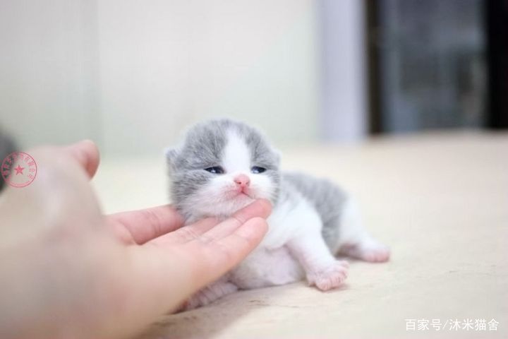 英短沐米猫怎么养,英短蓝剑猫咪怎样养