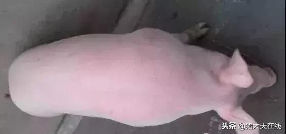 猪病治疗最快方法,猪病急救小窍门