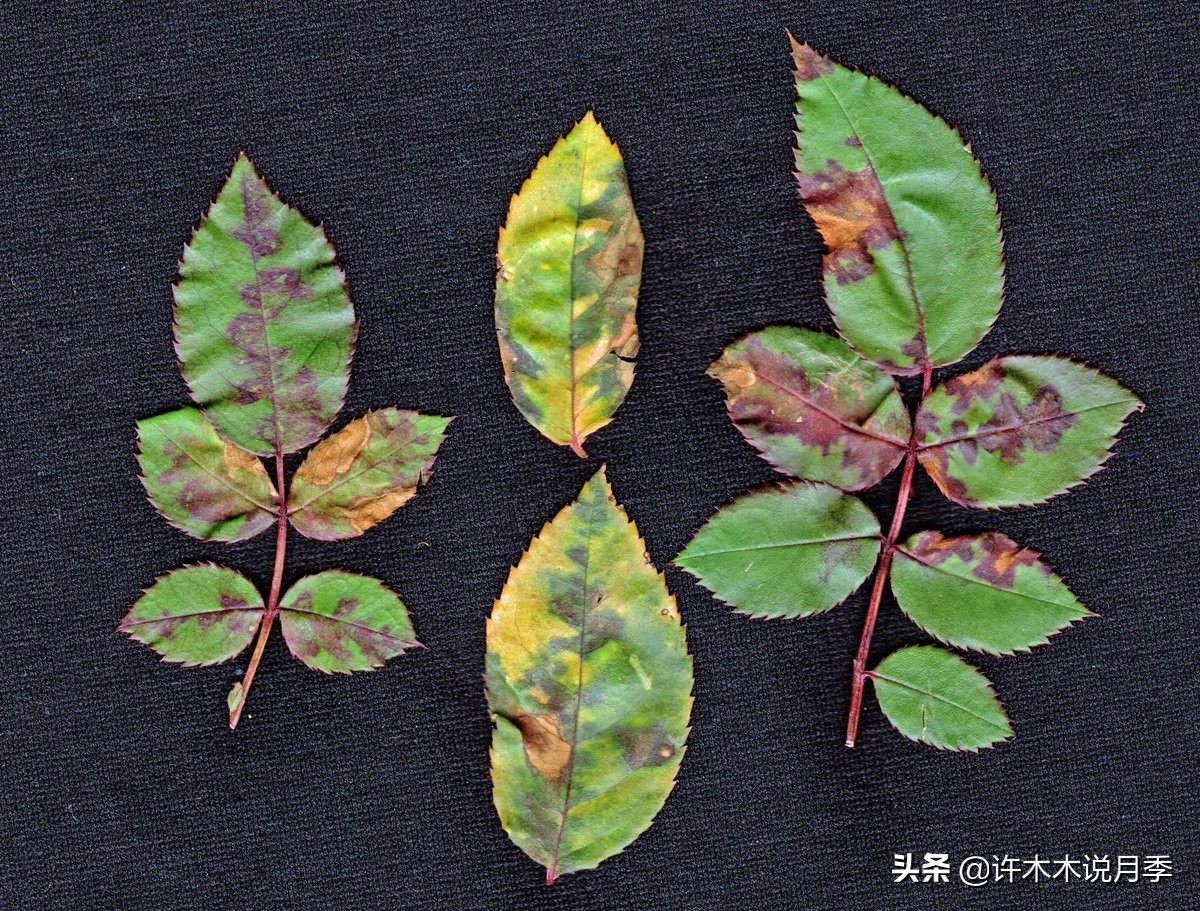 多菌灵可以治疗月季灰霉病吗,月季灰霉病黑斑病黄叶打什么药