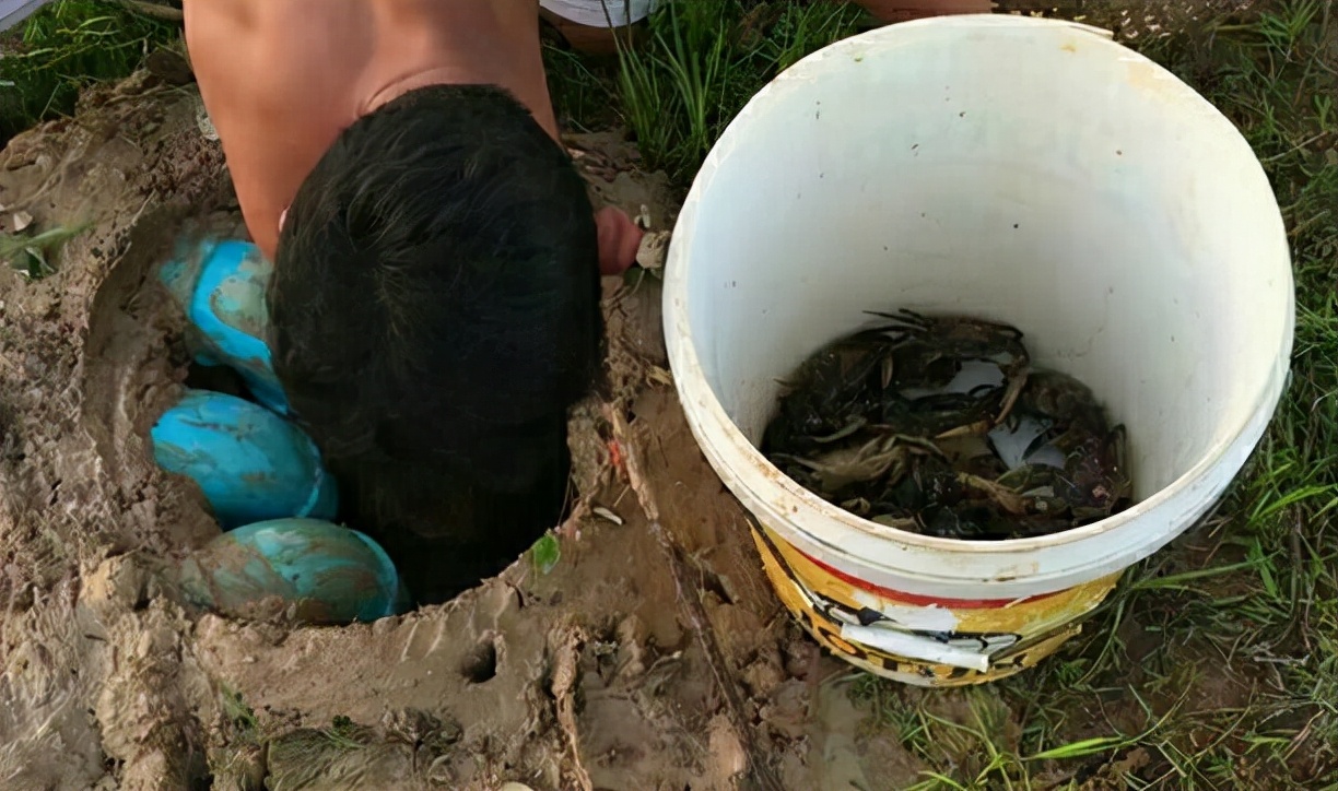 大闸蟹捕食稻田害虫,螃蟹的害虫是什么