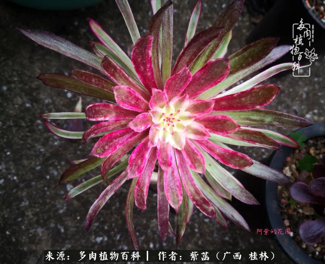 如何在夏天买的多肉度夏,多肉度夏好帮手