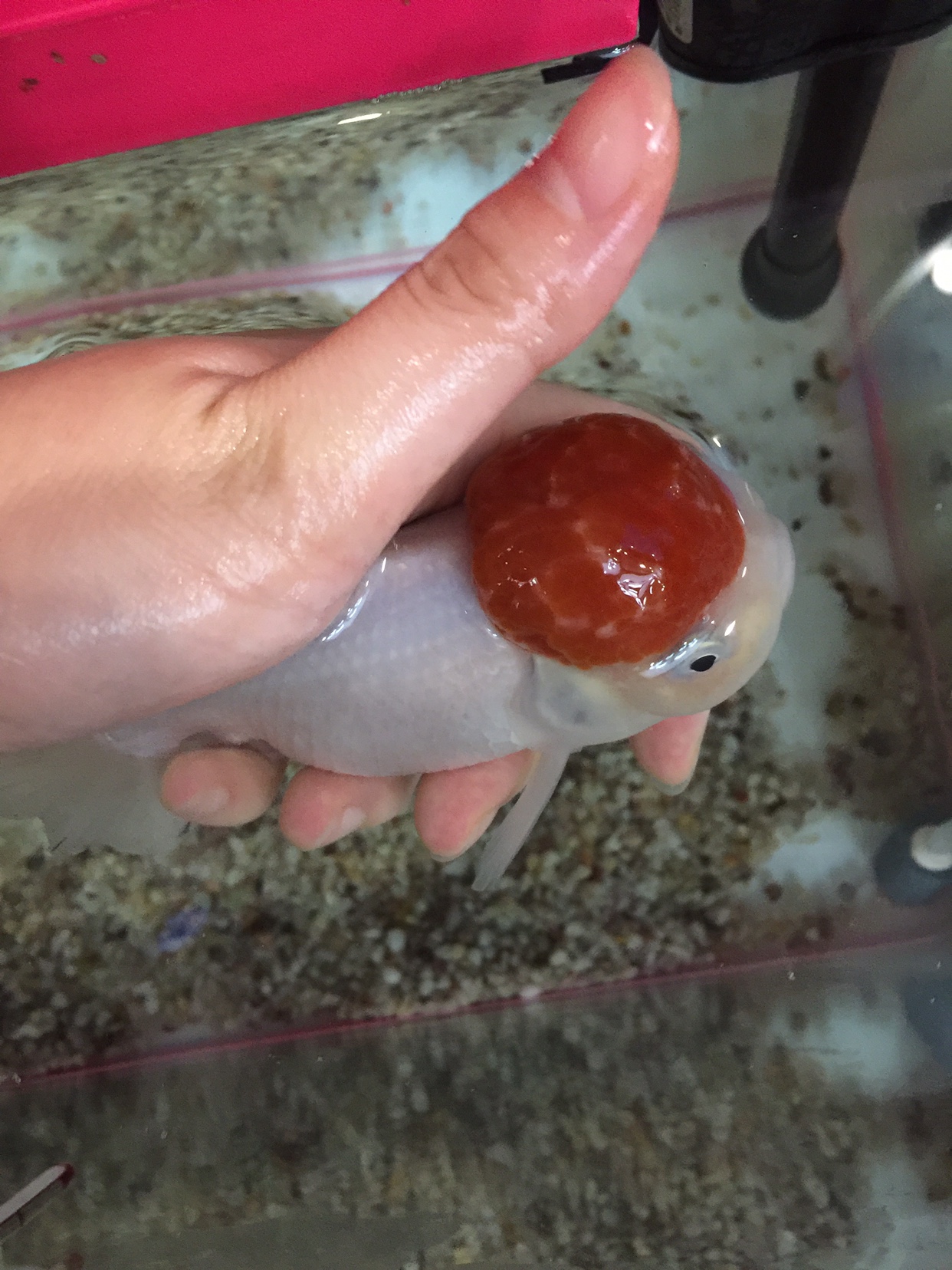 观赏鱼痘疮病能恢复吗,观赏鱼痘疮什么原因