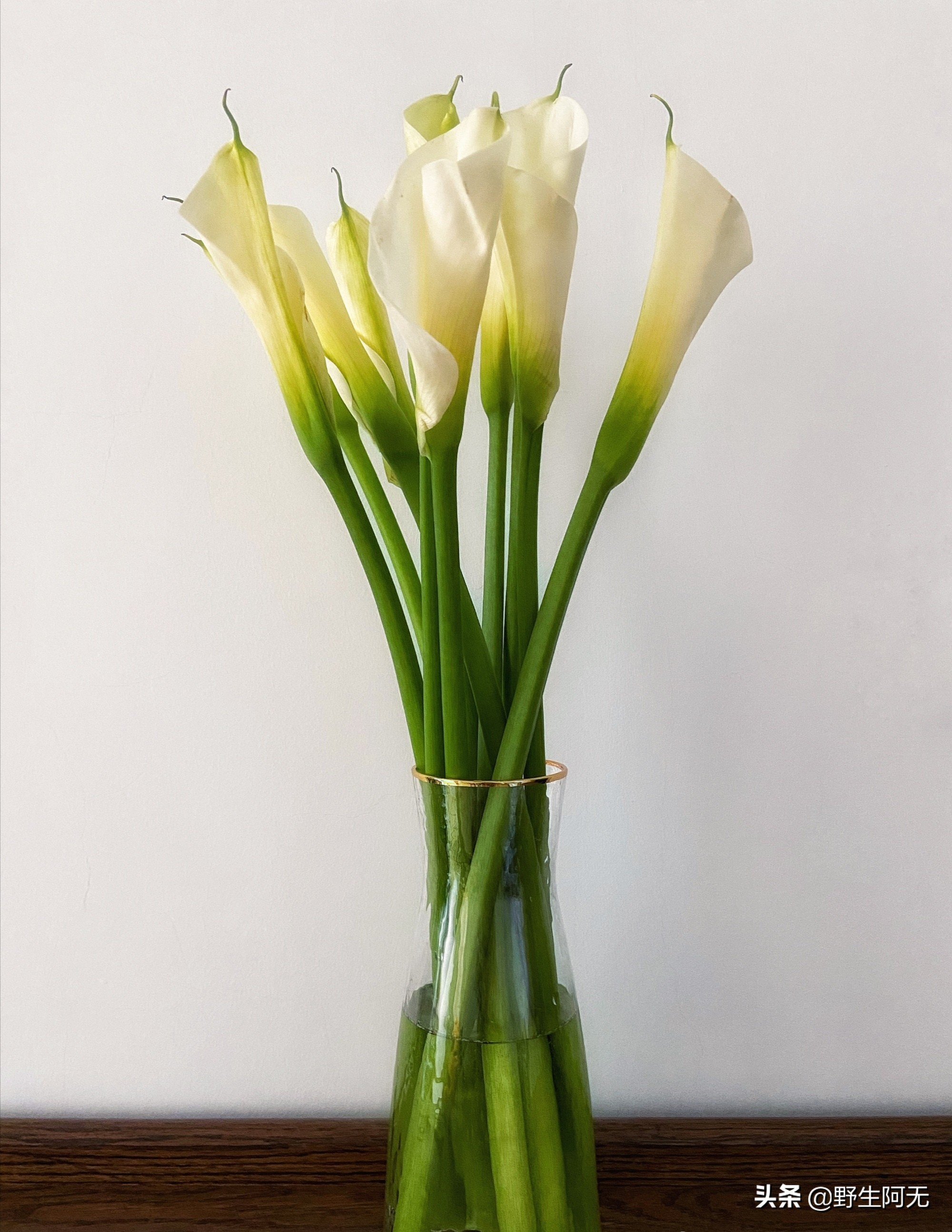 马蹄莲鲜切花焦了的养护方法,彩色马蹄莲刚刚露芽夏天怎么养护